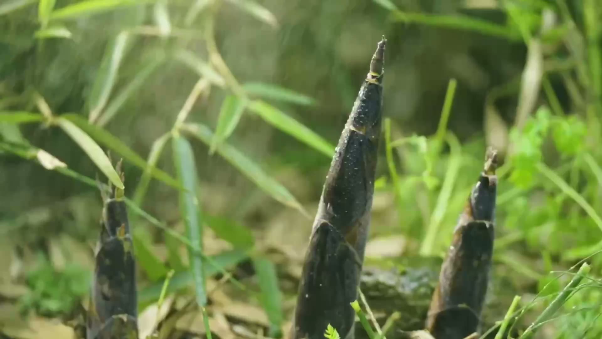 高山寻鲜之旅西贝溯源影片